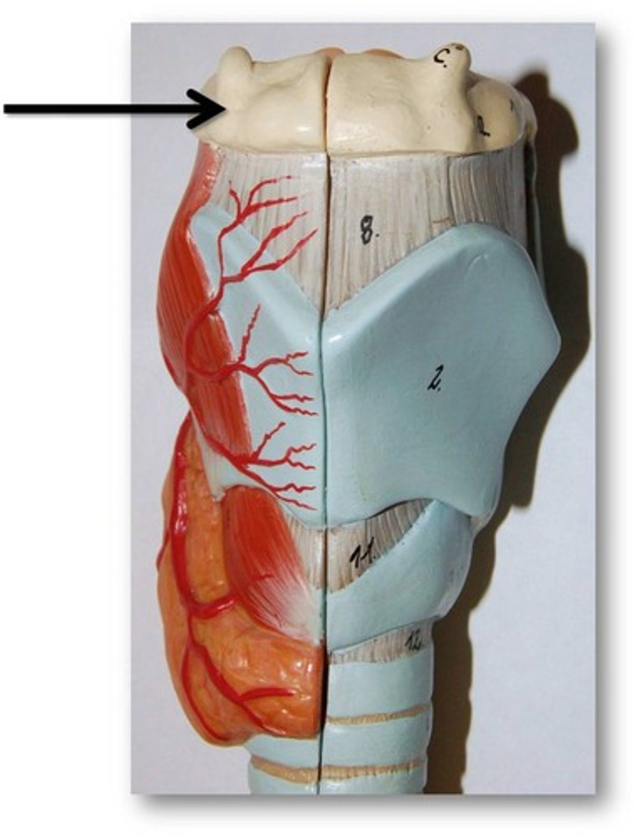 <p>U-shaped bone at the base of the tongue that supports the tongue and its muscles.</p>