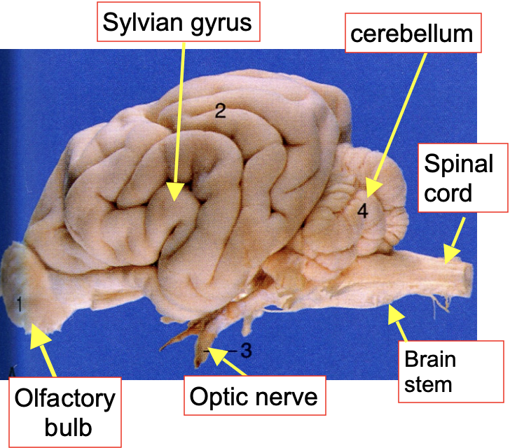 <p><strong>1) Olfactory bulb</strong></p><ul><li><p>MUCH more pronounce in dogs; transports odor signals to the cerebrum </p></li></ul><p></p><p><strong>2) Rhinal sulcus </strong></p><p></p><p><strong>3) SYLVIAN GYRUS </strong></p><p></p><p><strong>4) Cerebellum </strong></p><p></p><p><strong>5) Brain stem </strong></p><p></p>