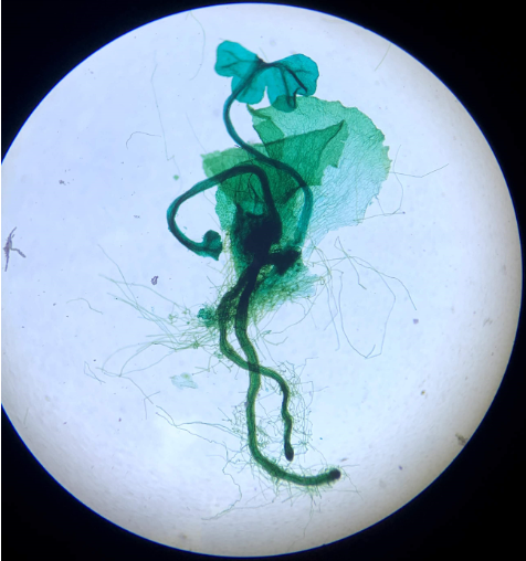 <p>identify</p>