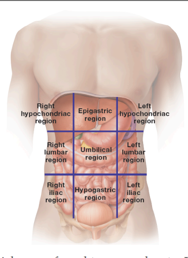 <p>right/left hypochondriac: the upper right/left region at the level of the ninth rib cartilage </p><p>epigastric: region over the stomach </p><p>right/left lumbar: right/left middle lateral region </p><p>umbilical: in the center/the navel </p><p>right/left iliac (inguinal): right/left lower lateral region </p><p>hypogastric: lower middle region below navel </p>