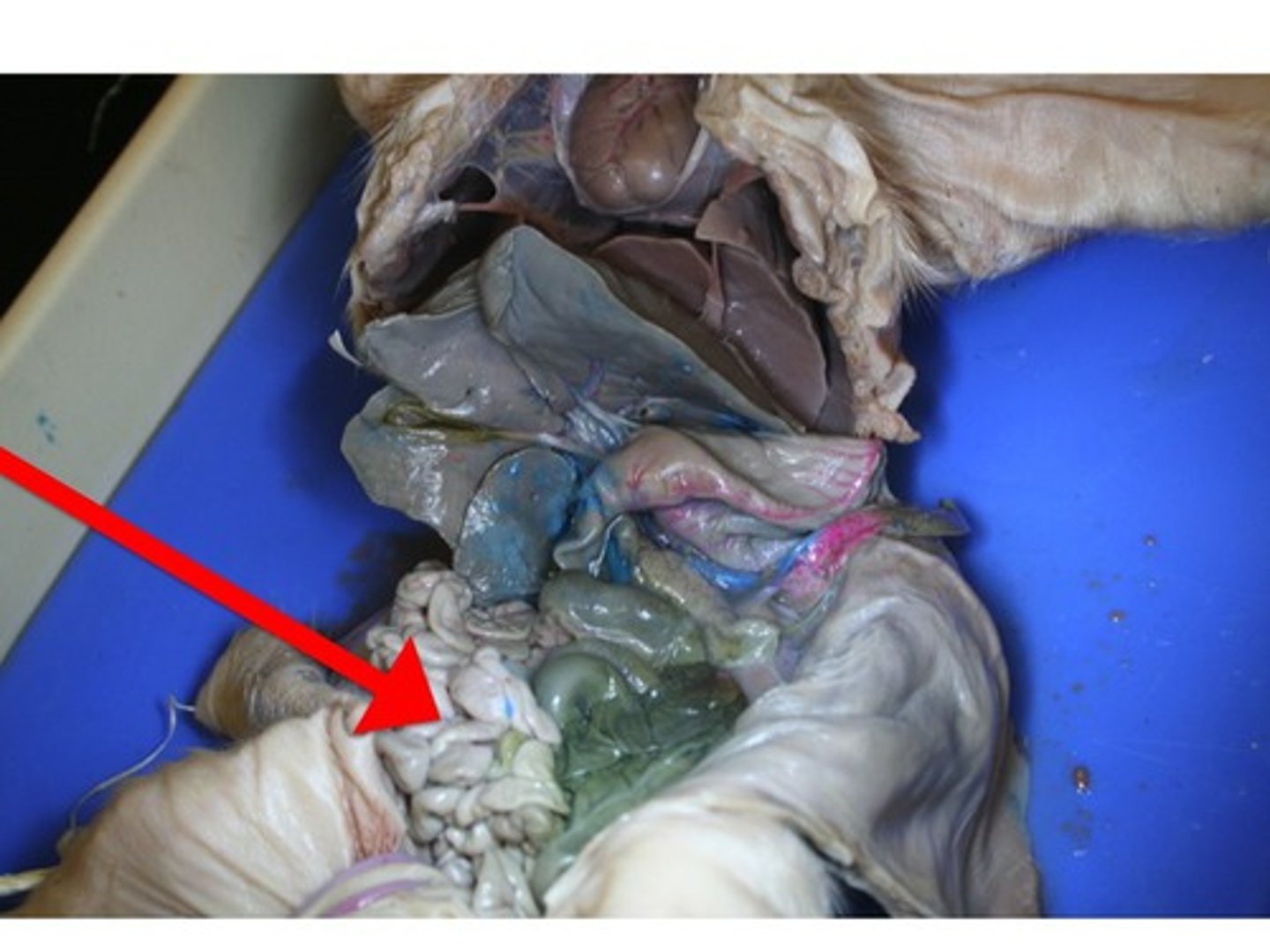 <p>Digestive organ where most chemical digestion and absorption of food takes place.</p>