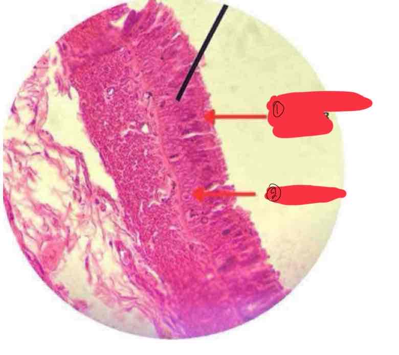 <p>larynx</p>