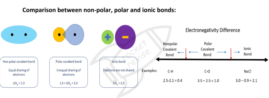 <ul><li><p><strong>Pure covalent bond</strong>: both atoms in a covalent bond have equal or similar electronegativities<br>- electron distribution is equal between the atom<br>- there is no separation of charge between atoms<br>- e.g. CL<sub>2</sub>, H<sub>2</sub> </p></li><li><p><strong>Polar covalent bonds: </strong>Two (bonded) atoms are partially charged - one atom is slightly positive and the other slightly negative<br>- Electron distribution is permanently unequal<br>- there is a separation of charge between atoms<br>- The bond has a dipole<br>- e.g. hydrogen chloride, HCL</p></li></ul><p></p>