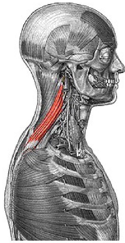 <p>Origin: transverse process of C1-C4 Insertion: Medial border of scapula, superior to spine Action: elevates and adducts scapula</p>