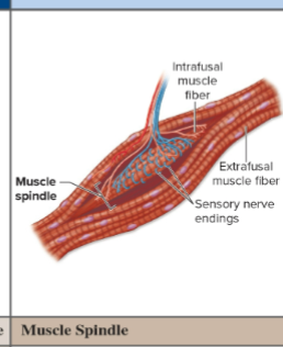 <p>What do muscle spindles detect?</p>