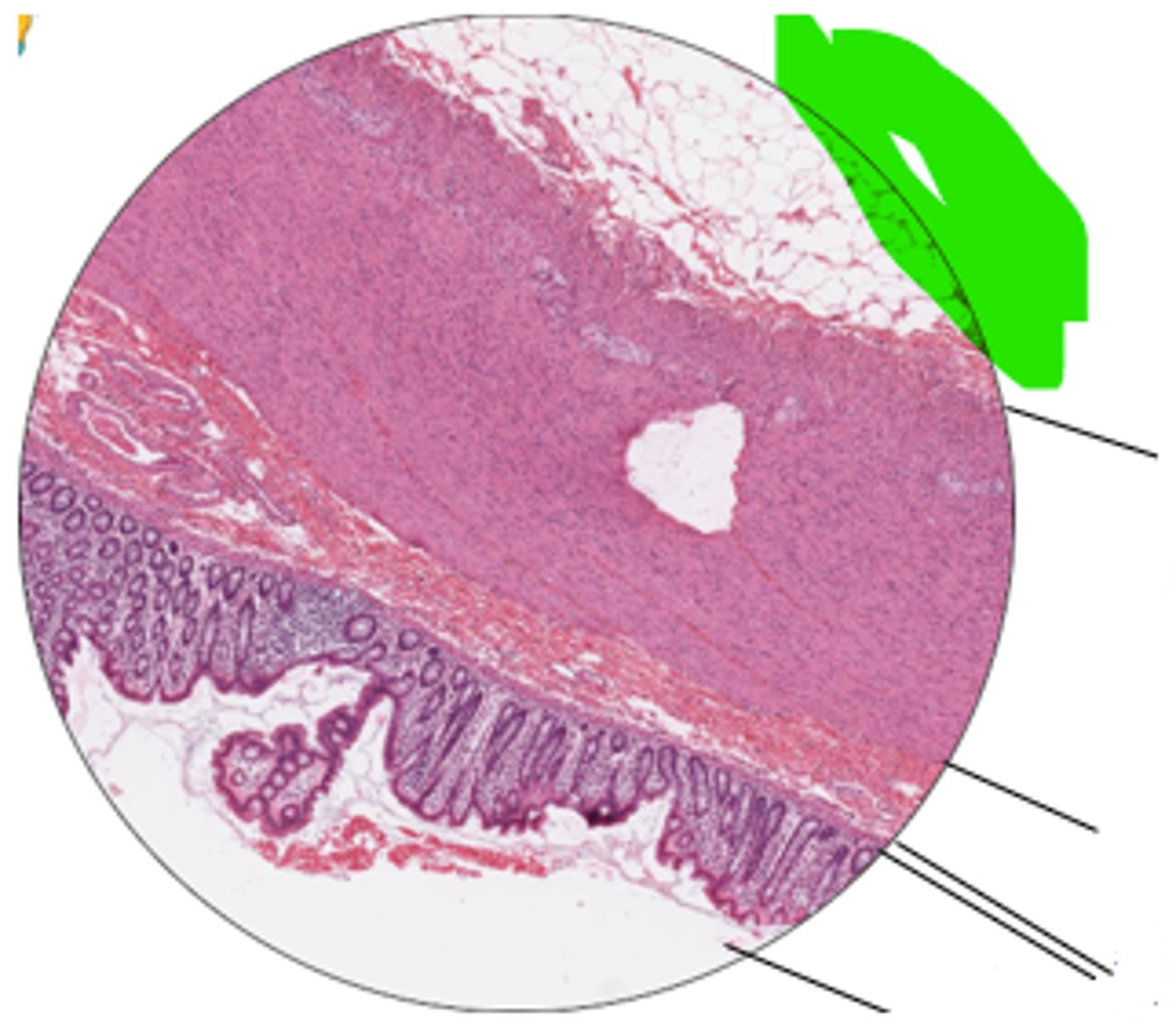 <p>name region and organ</p>