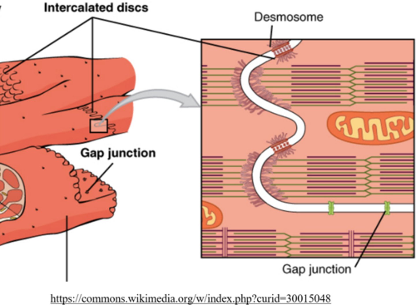 <p>intercalated discs</p>