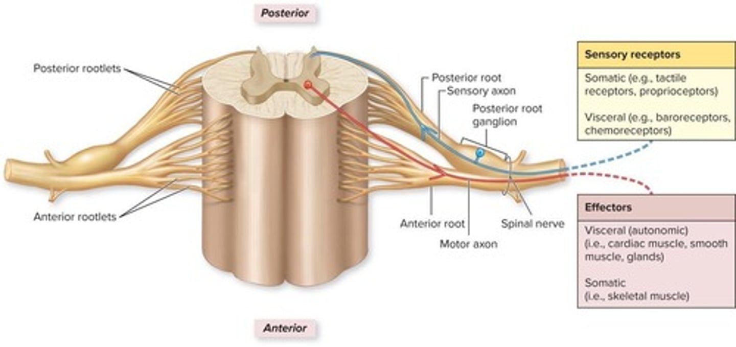 <p>A nerve that emerges from the spinal cord and carries sensory and motor information.</p>