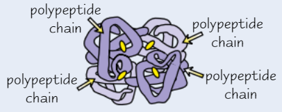 <ul><li><p>Some proteins made of <strong>several different polypeptide chains </strong>held together by <strong>bonds</strong></p></li><li><p><strong>Quaternary structure </strong>is the way polypeptide chains are assembled together</p></li><li><p>For proteins made from 1+ polypeptide chain (e.g. haemoglobin, insulin), quaternary structure = proteins <strong>final 3D structure</strong></p></li></ul><p></p>