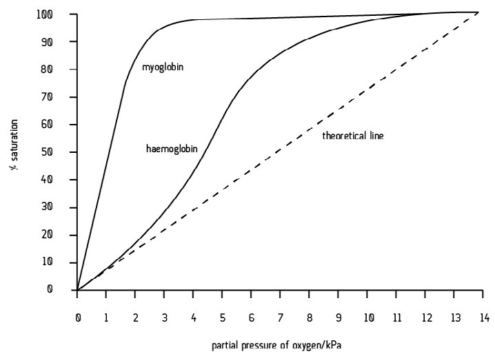 <ul><li><p>Myoglobin is a muscle protein. It is far more stable than haemoglobin.</p></li></ul><p></p><ul><li><p>The dissociation curve is <mark data-color="yellow">far to the left</mark> of haemoglobin. </p></li></ul><p></p><ul><li><p>At each partial pressure of oxygen, myoglobin has a higher percentage oxygen saturation than haemoglobin. In other words, myoglobin binds and holds onto oxygen more readily.</p></li></ul><p></p><ul><li><p>Myoglobin does not release oxygen as readily as haemoglobin. However, at very low oxygen partial pressures (during exercise) oxymyoglobin releases oxygen to the muscle tissues. </p></li></ul><p></p><ul><li><p>Myoglobin acts as an oxygen reserve in respiring muscle tissue.</p></li></ul>