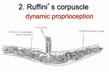 <p>Dynamic proprioception that detects mostly static position, and velocity</p>