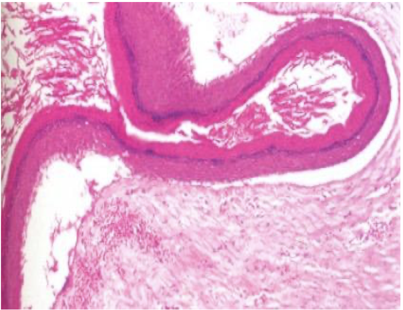 <p>diagnose and justify</p>