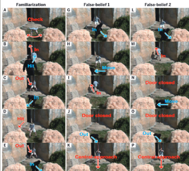 <p>engaged in false-belief task → showed chimpanzees a visual story in which someone (a chimp) comes into a room + moves an object while second person was not present, and the second person (zookeeper) enters </p><ul><li><p>chimp indicates via eye-tracking where the second person would think the object is</p></li><li><p>eye-tracking on the initial location of object would demonstrate understanding of TofM due to acknowledging the perspective of others</p></li></ul><p></p>