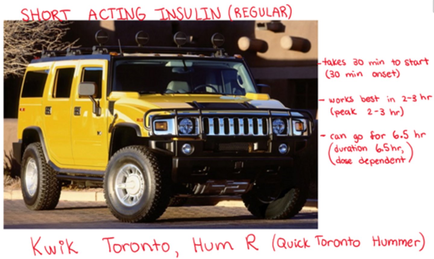 <p>- onset: 30 minutes</p><p>- peak: 2-3 hr</p><p>- duration: 6.5 hrs (dose dependent!)</p>