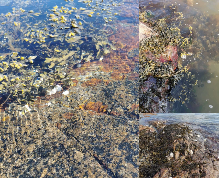 <p>salt och bräckt vatten. Västkusten och Östersjön. Är en brunalg och inte en växt men har fotosyntes och är en producent. Många andra arter är beroende av denna. Har används som gödsel. </p>