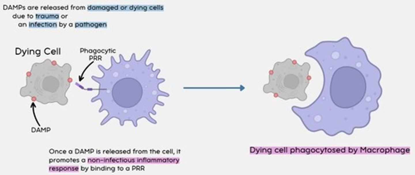 <p>Damage associated molecular patterns are molecules released by necrotic (dying) or damaged cells</p>