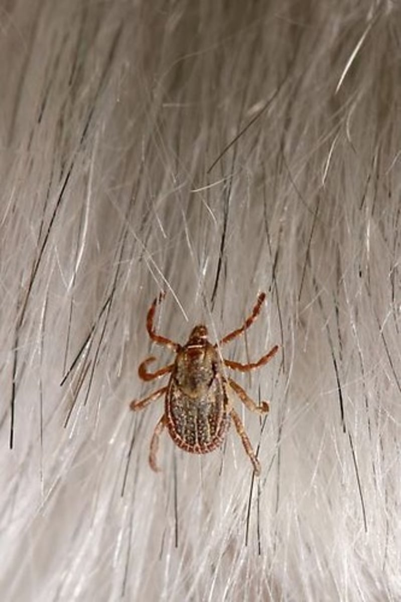 <p>An interaction where one species benefits at the expense of another, often harming the host.</p>