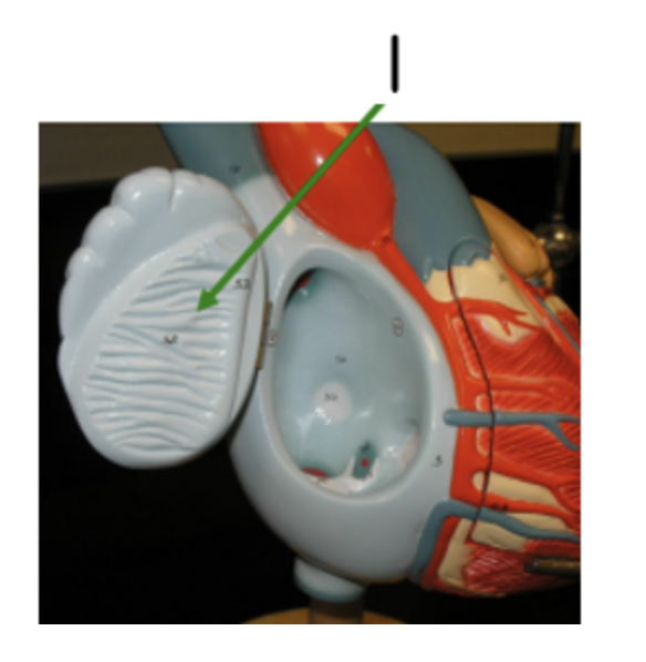 <p><span><span>Name structure 1 (right atria)</span></span></p>