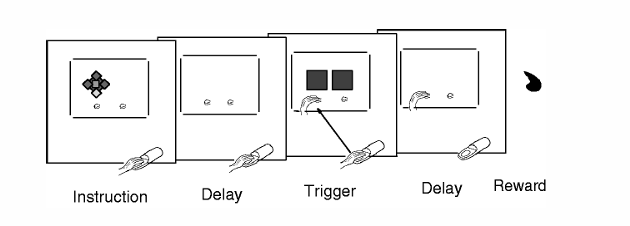 <p>l/r in figuur te zien </p><p>eerst links, links duwen beloning etc</p><p></p><p>MAAR icoon voorspelde ook welke beloning, water/iets lekkers</p>