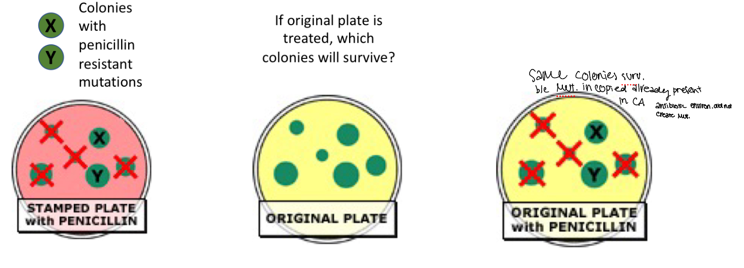 <p>penicillin resistance mutations occurred before the</p><p>addition of penicillin, not in response to it Because original colony had same results as copied colony</p>