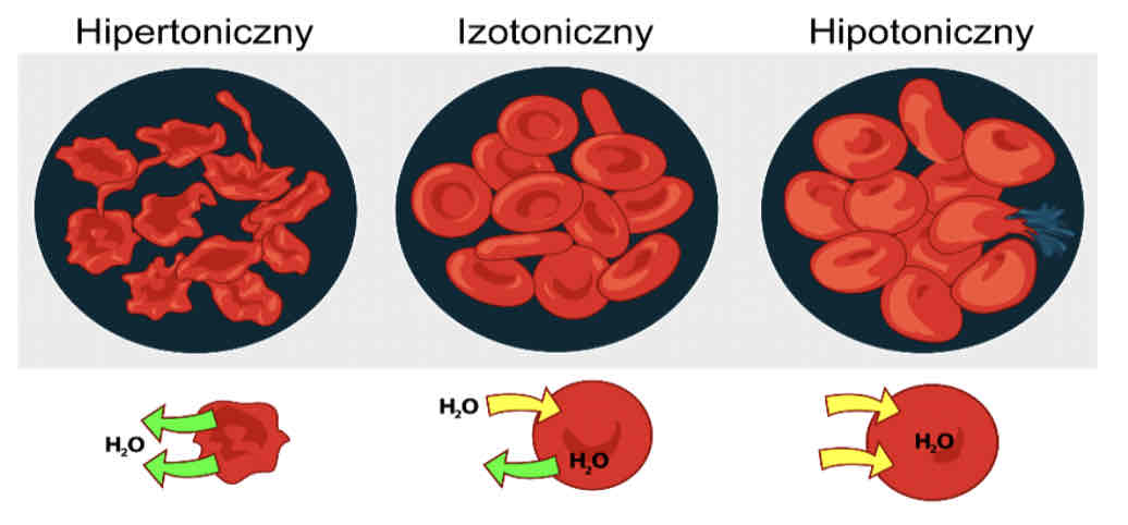 <p><u>Roztwór izotoniczny</u> – transport wody w obie strony się równoważy, krwinka nie zmienia kształtu.</p><p><u>Roztwór hipertoniczny</u> – woda ucieka z erytrocytu, komórka się kurczy.</p><p><u>Roztwór hipotoniczny</u> – woda napływa do krwinki, aż w końcu<span style="color: rgb(0, 0, 0)"> </span>pęka.</p>