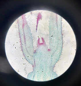 dicot stem