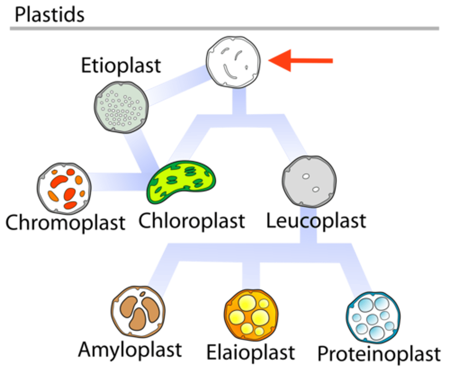 <p>SIMPLE Plastid</p><p>Meristems</p><p>Two Membranes</p>