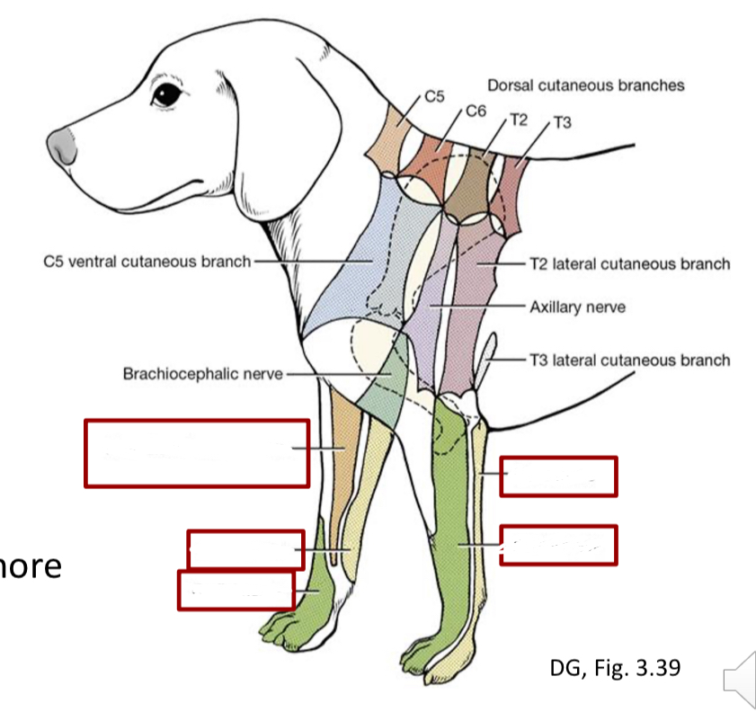 <p>which nerves are autonomous</p>