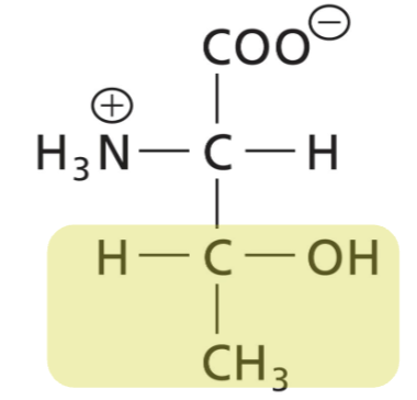 <p>Polar, uncharged, hydroxyl group, H-bonds can be donor or acceptor. Can be phosphorylated</p>