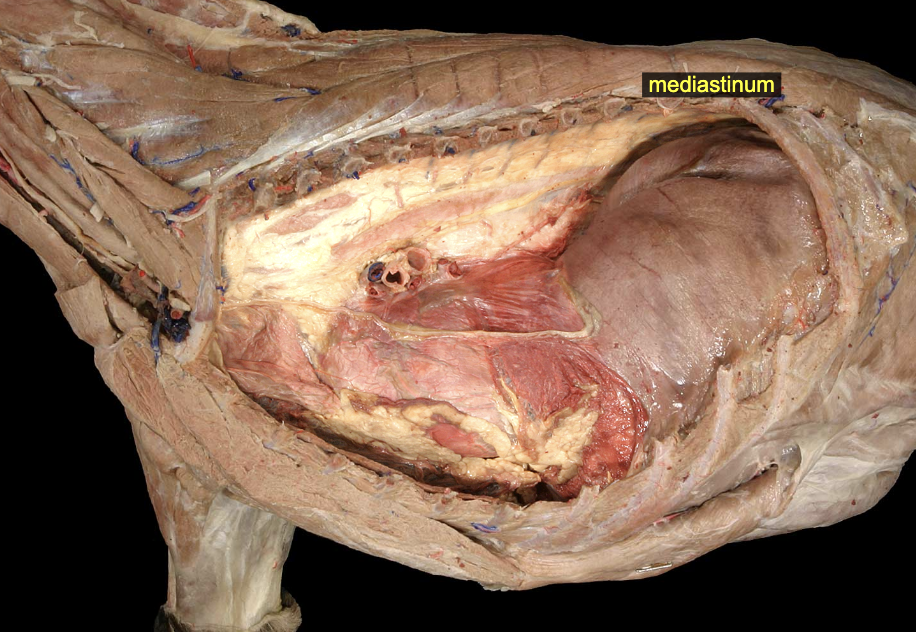 <p>Visceral vs. Parietal serous membranes (pleura)</p>