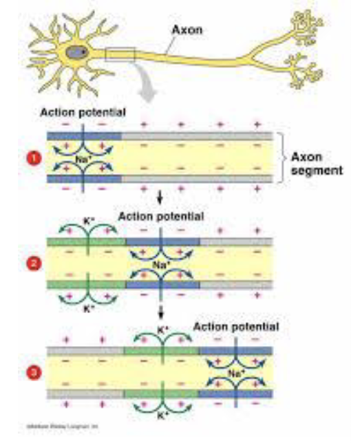 <p>the action potential spreads down the axon in segments of the membrane- essentially a new action potential is generated in each segment of the axon – this is referred to as</p>
