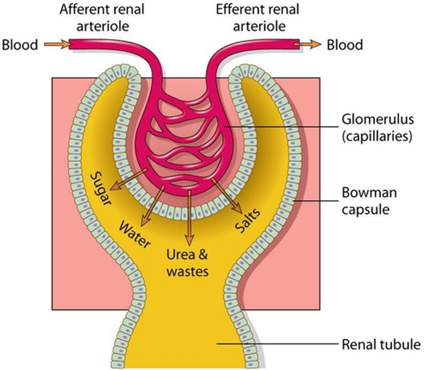 <p>Waste containing nitrogen, mainly from protein metabolism</p><p>Examples: urea, uric acid, creatinine</p>