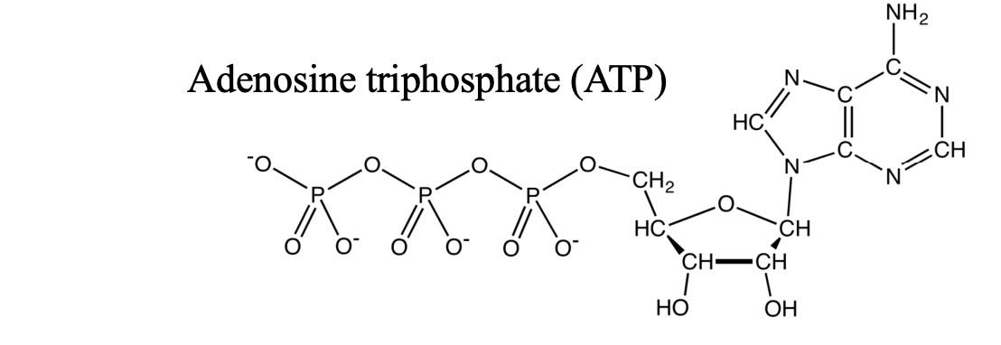 <ul><li><p>five carbon ribose sugar</p></li><li><p>adenine nitrogenous base</p></li><li><p>3 phosphates</p></li></ul><p></p><p>3 phosphate linkage is unstable because negative charges are next to each other → hydrolysis</p><p></p>