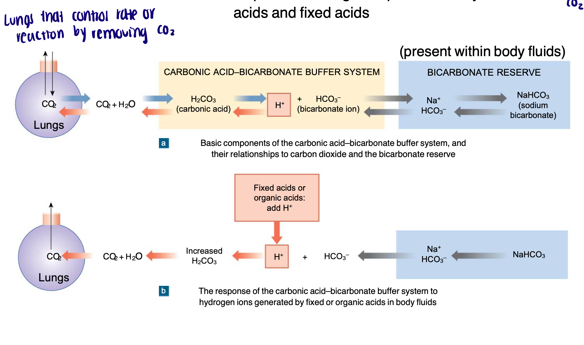 <ul><li><p>Carbonic acid contributes to the carbonic acid-bicarbonate buffering system to buffer extracellular fluids to prevent changes to pH caused by metabolic acids and fixed acids </p></li></ul><p></p>