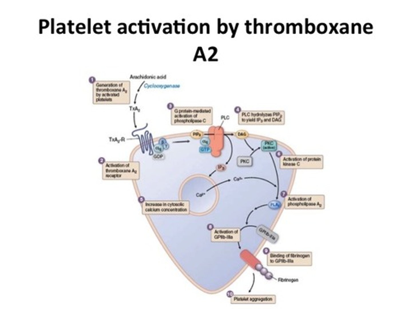 <p>it stimulates activation of new platelets as well as increases platelet aggregation, produced by platelets</p>