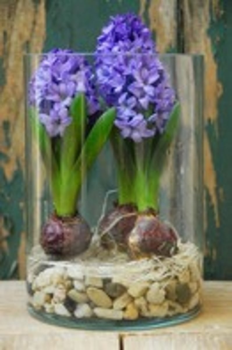 <p>botanical design</p>