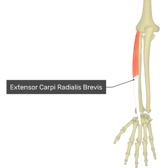<p>Extends/abducts wrist; located in forearm.</p>