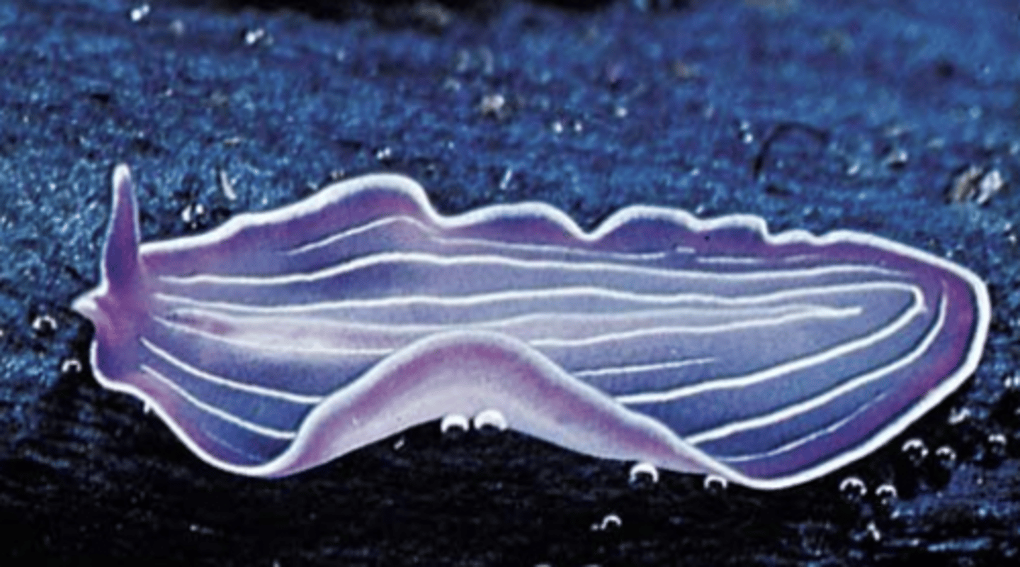 <p>platyhelminthes (eyespots)</p>