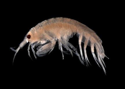 <p>pollution-tolerant macroinvertebrate, commonly found in freshwater environments and often used as an indicator of high water quality, they are somewhat pollution tolerant, and they have 10+ legs</p>