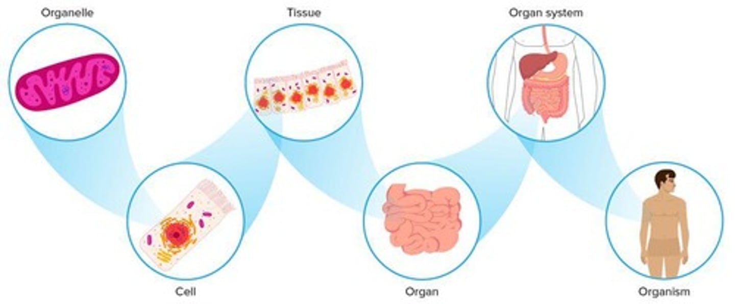 <p>The multiple levels of organization in multicellular organisms, which are: 1. Organelles 2. Cells 3. Tissues 4. Organs 5. Organ Systems 6. Organism.</p>