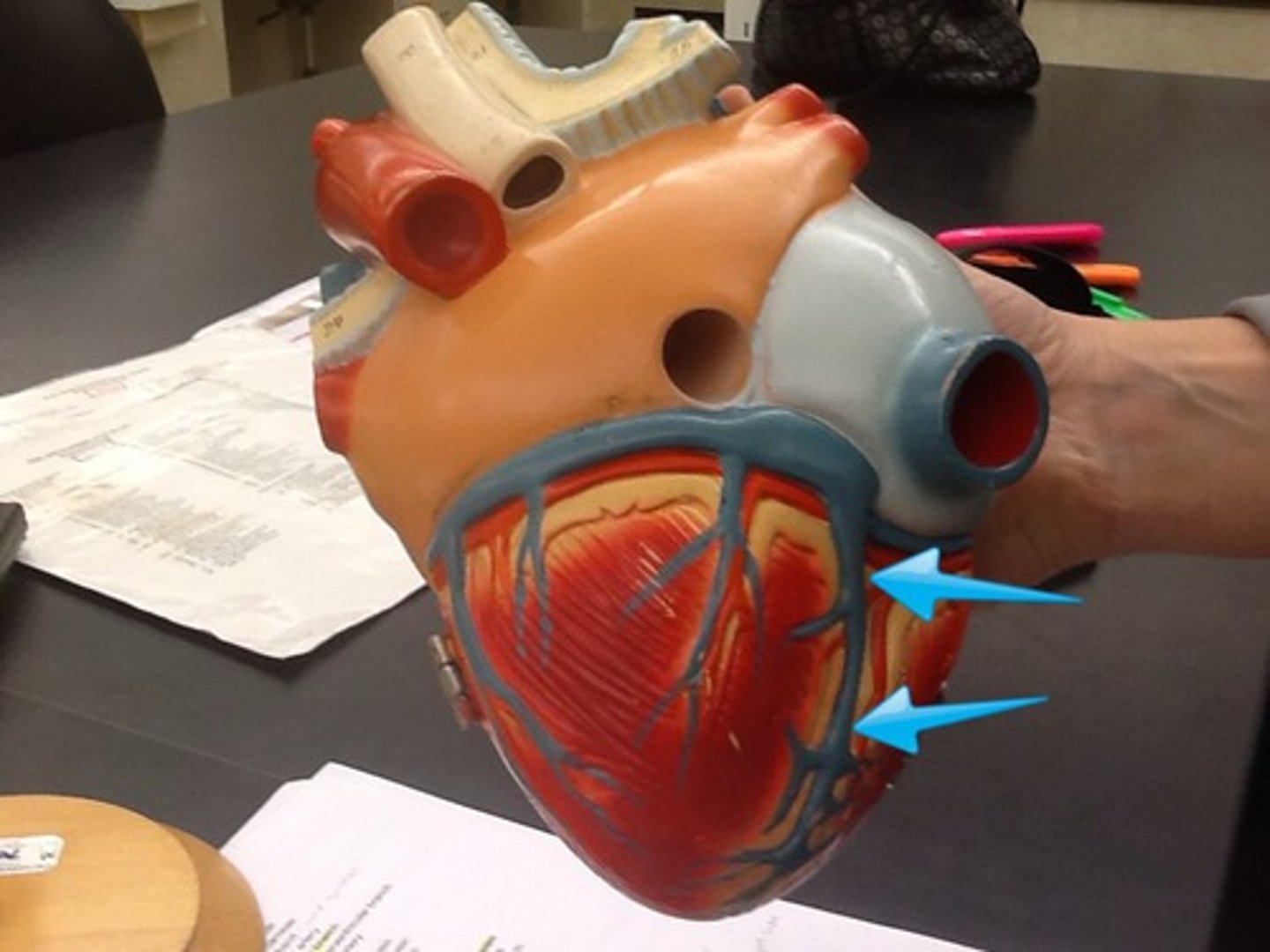 <p>Description: Vein traveling from the apex of the heart with the anterior interventricular artery to the coronary sinus</p><p>Relationship: Drains the left and right ventricles and left atrium</p>