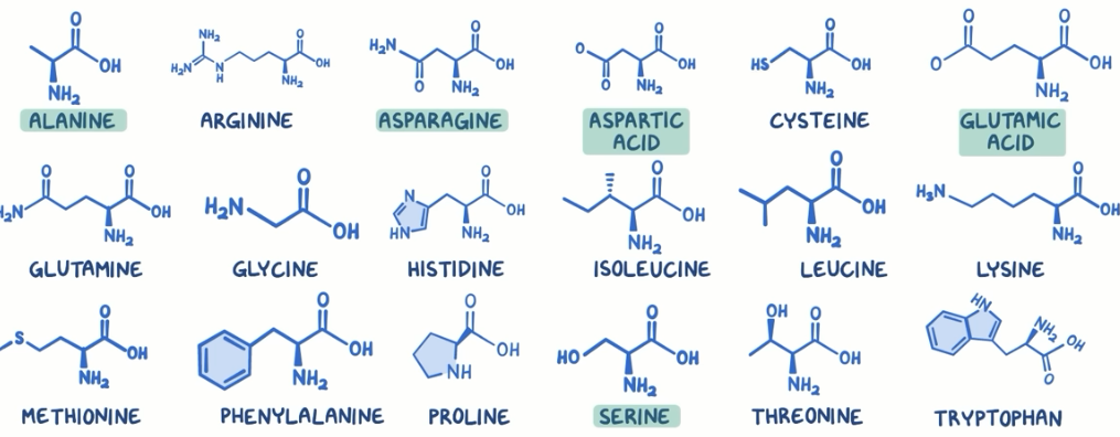 <p>5 types of amino acids we can get fromfood and make ourselves</p>