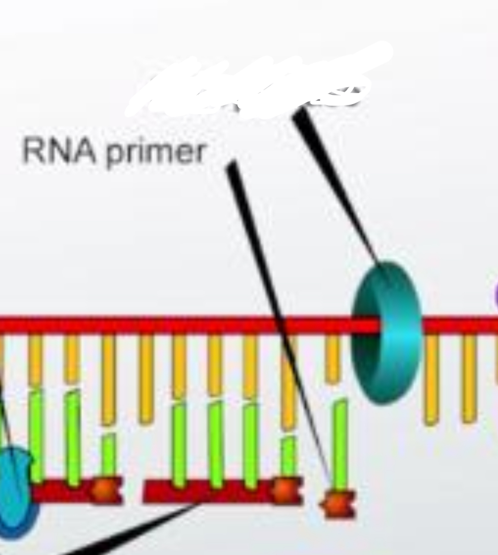 <p>a short strand of RNA, made by primase, that is used to elongate a strand of DNA during DNA replication.</p>