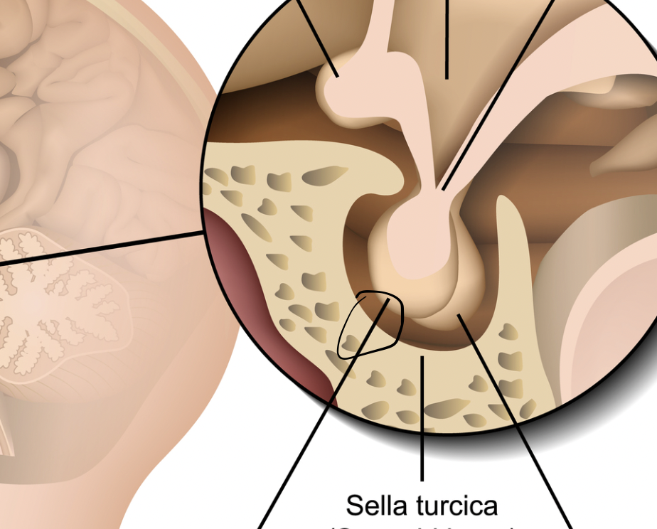 <p>+Anterior pituitary</p>