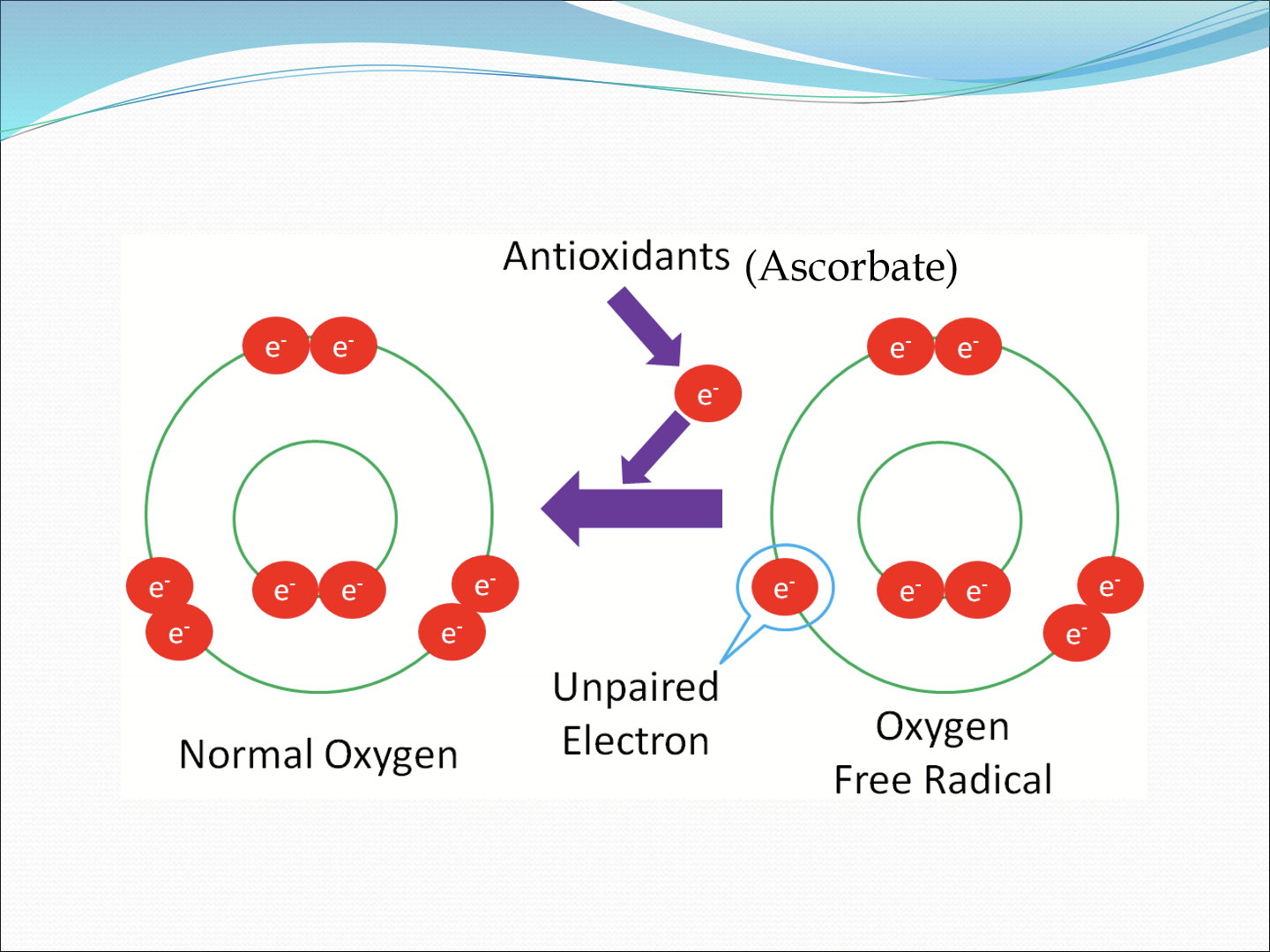 <p>Ascorbic acid functions as an electron donor, reducing the oxygen radicals </p>