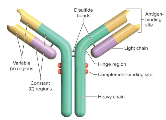 <p>Antibodies (immunoglobulins)</p>