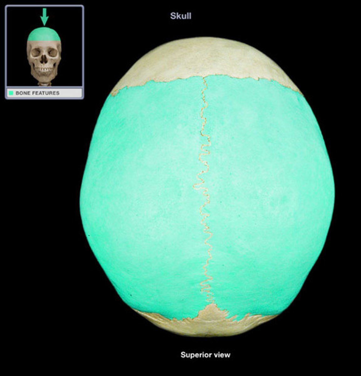 <p>top of head</p>