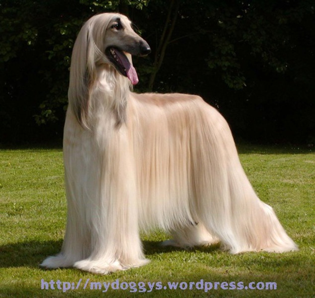 <p>Hound</p>