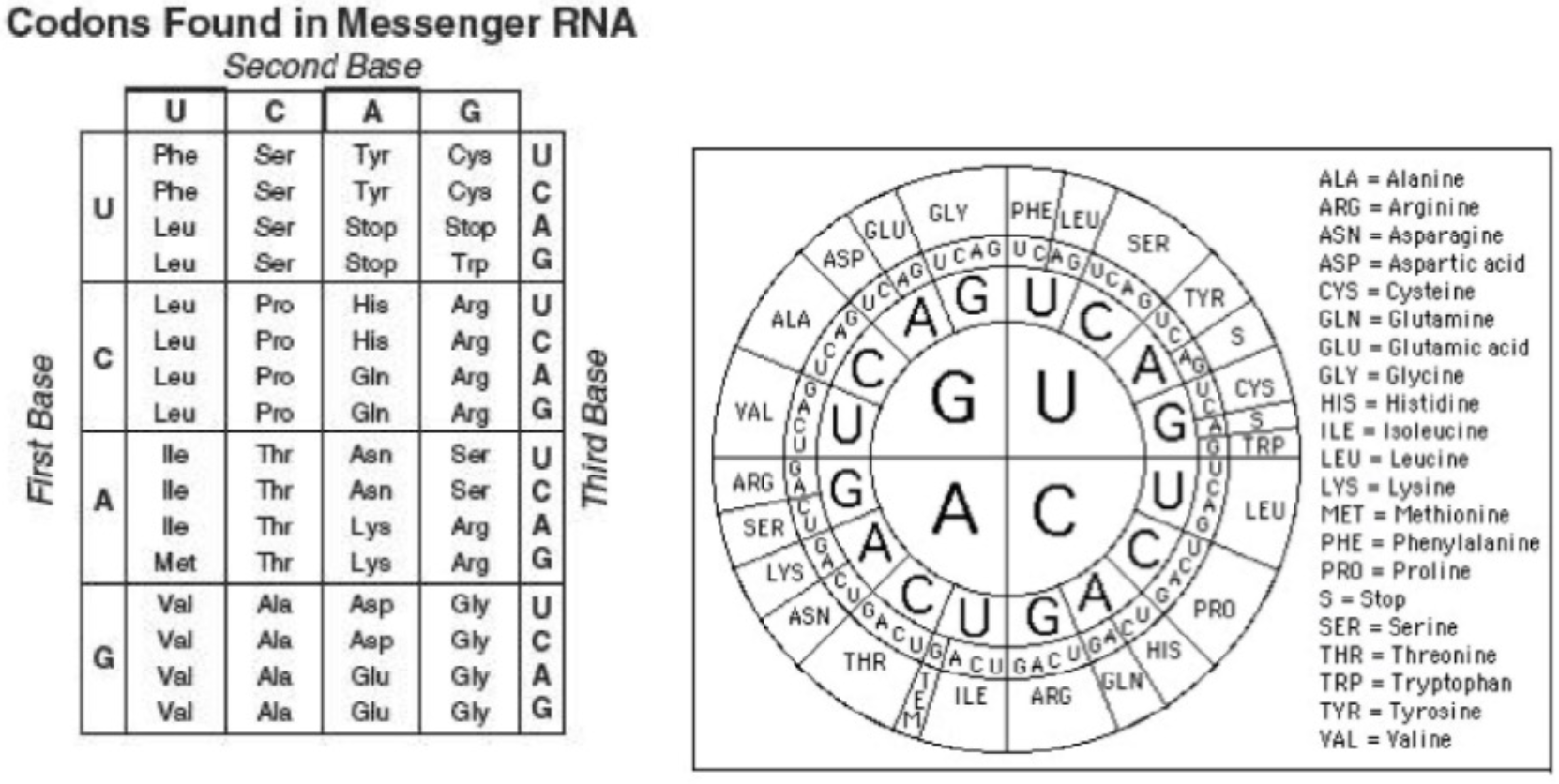 <p><span>Which amino acid is specified by the mRNA code UGG?</span></p>