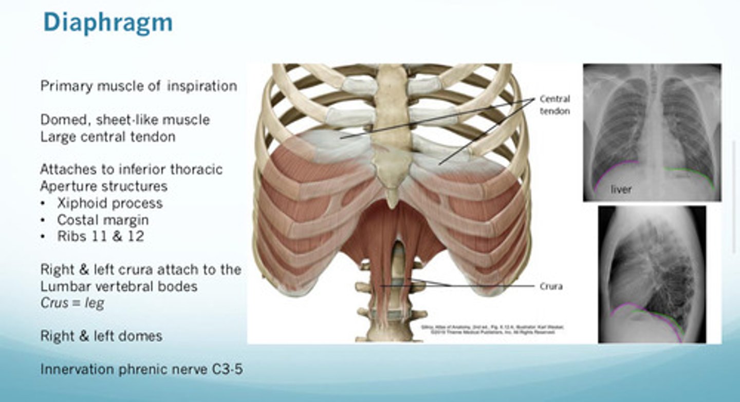 <p>diaphragm: primary muscle of inspiration (domed, sheet like muscle; large central tendon)</p>